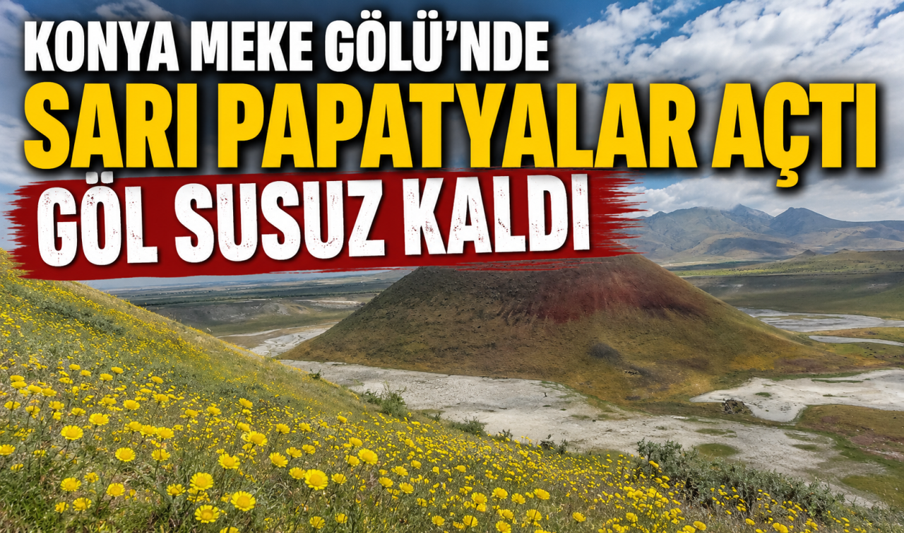 Konya Meke Gölü’nde sarı papatyalar açtı göl susuz kaldı
