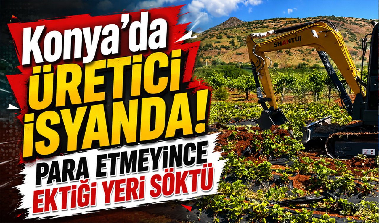 Konya’da üretici isyanda! Para etmeyince ektiği yeri söktü