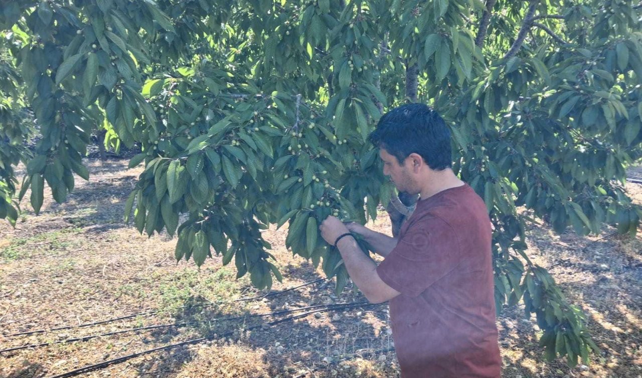 Halkapınar’da kiraz bahçelerinde hastalık ve zararlı denetimi