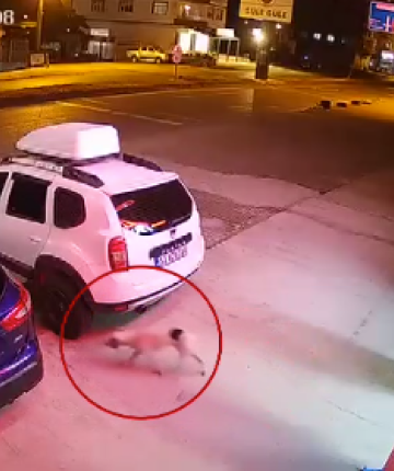 Başıboş köpeğe çarpmamak için manevra yapan ATV sürücüsü hayatını kaybetti