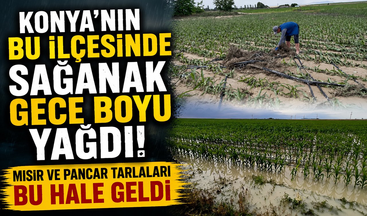 Konya’nın bu ilçesinde sağanak gece boyu yağdı! Mısır ve pancar tarlaları bu hale geldi