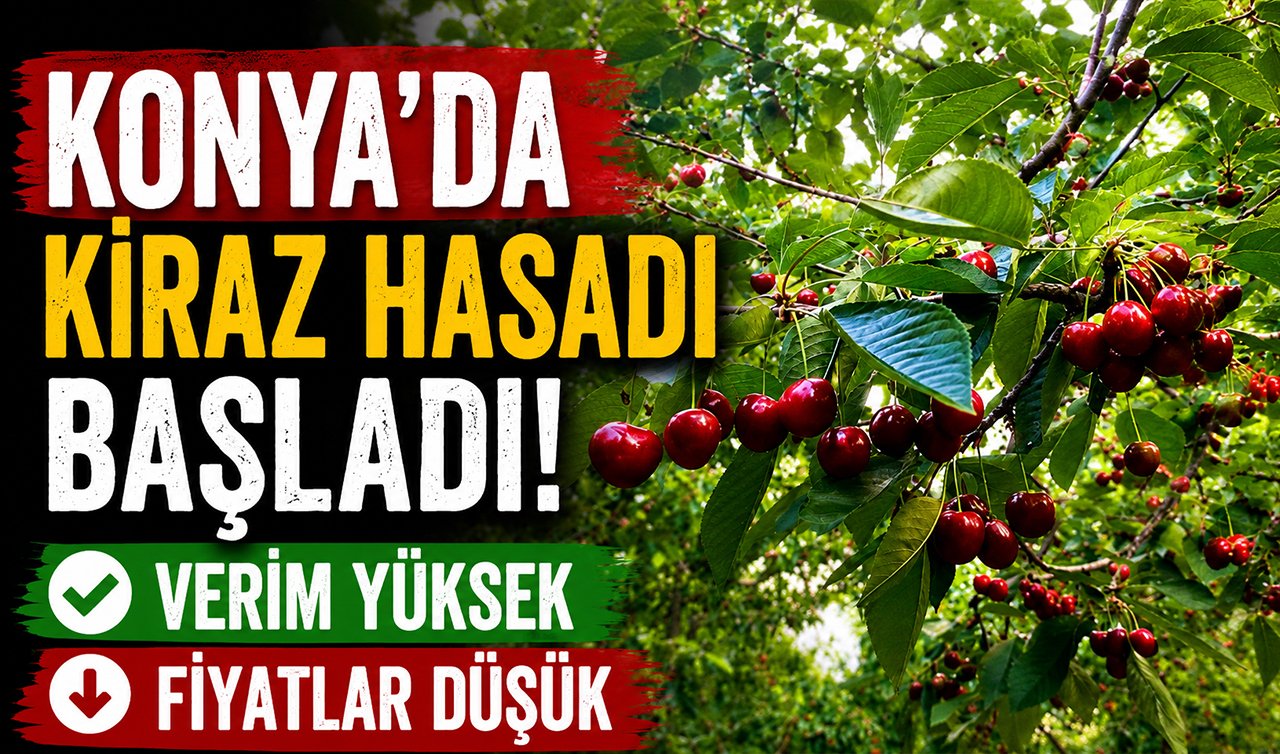 Konya’da kiraz hasadı başladı! Verim yüksek fiyatlar düşük