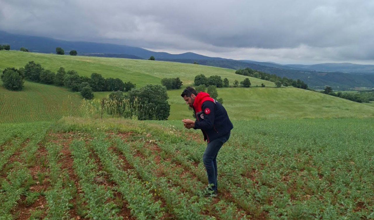 Derbent’te nohut tarlalarında hastalık ve zararlı kontrolü