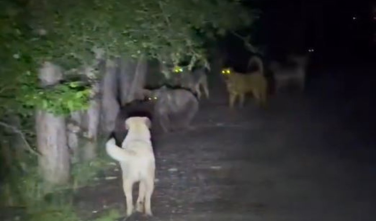 Başıboş köpeklerin ayılarla karşı karşıya geldiği anlar kamerada