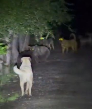 Başıboş köpeklerin ayılarla karşı karşıya geldiği anlar kamerada