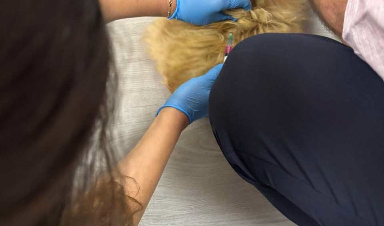Sarayönü’nde köpeğe kuduz aşısı ve mikroçip uygulaması yapıldı