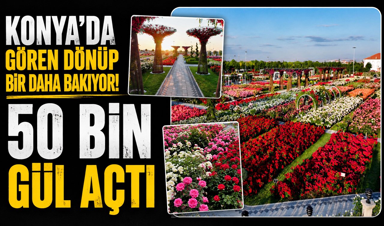 Konya’da gören dönüp bir daha bakıyor! 50 bin gül açtı