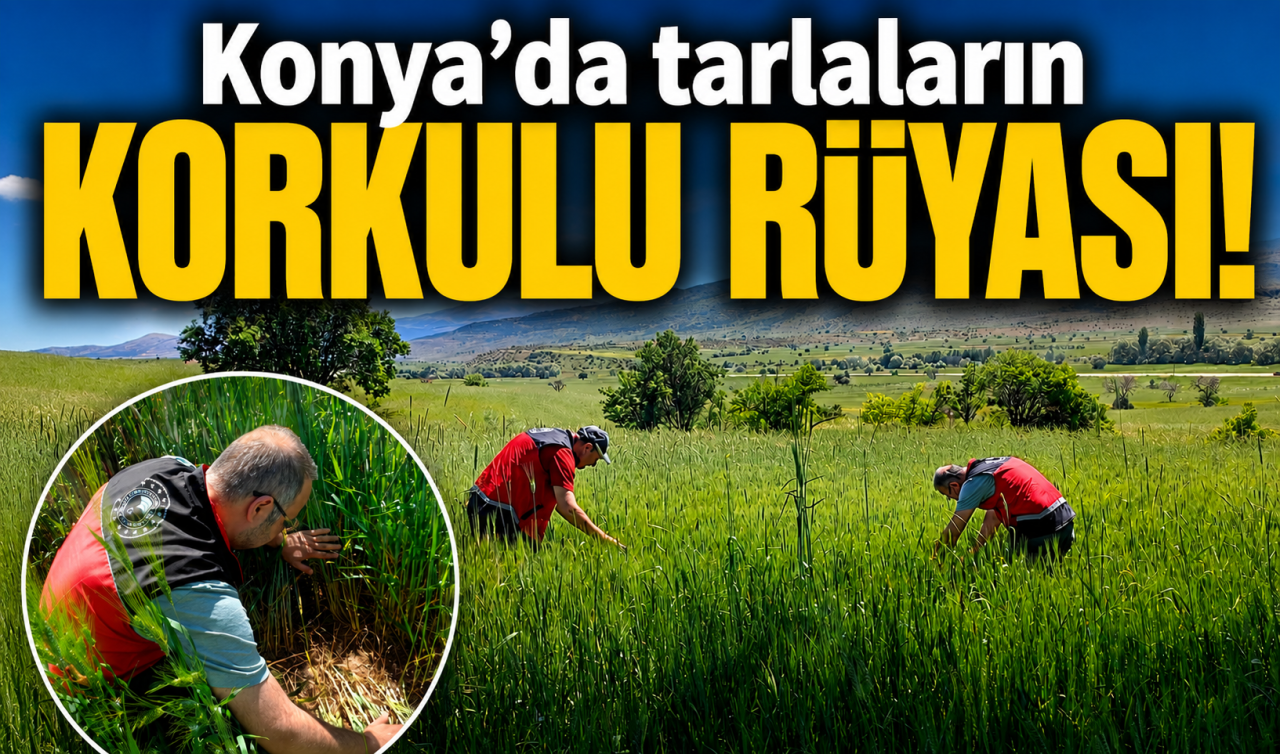 Konya’da tarlaların korkulu rüyası! Ürün kayıplarına neden oluyor 
