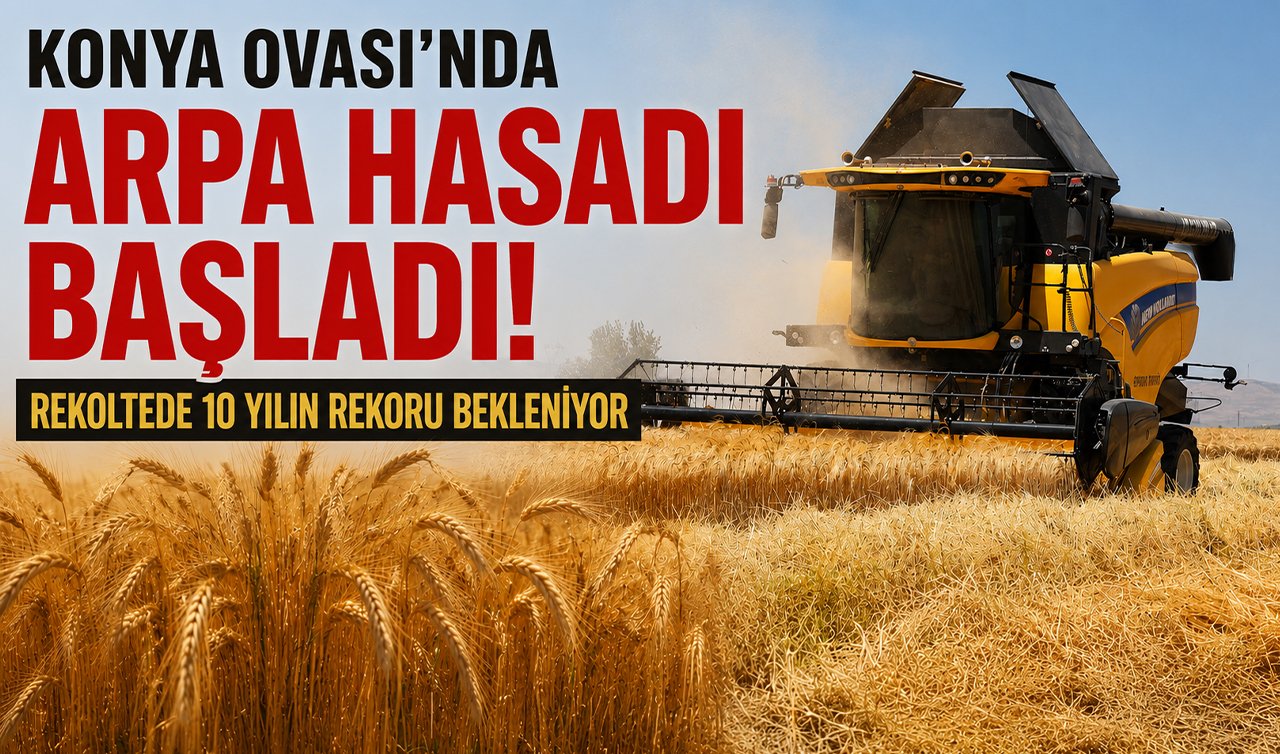 Konya Ovası’nda arpa hasadı başladı! Rekoltede 10 yılın rekoru bekleniyor
