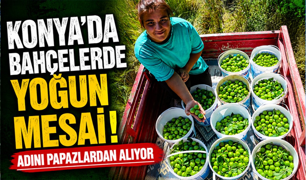 Konya’da bahçelerde yoğun mesai! Adını papazlardan alıyor