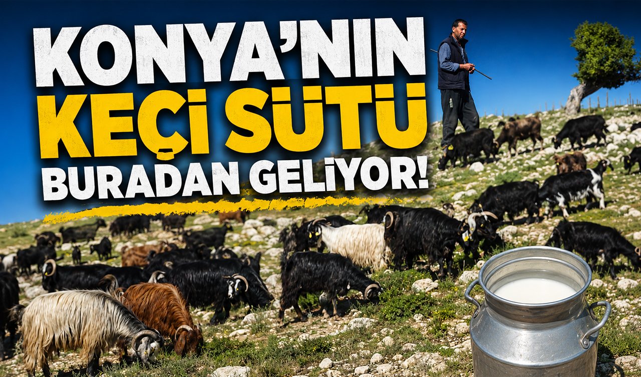 Konya’nın keçi sütü buradan geliyor! Bu yıl bereket yüzleri güldürdü