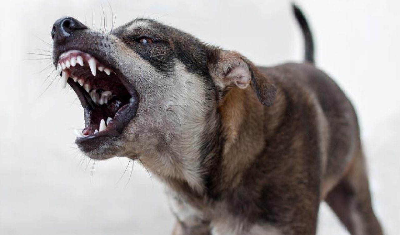 Sahipsiz köpek saldırıları sonrası 3 belediye başkanı hakkında işlem