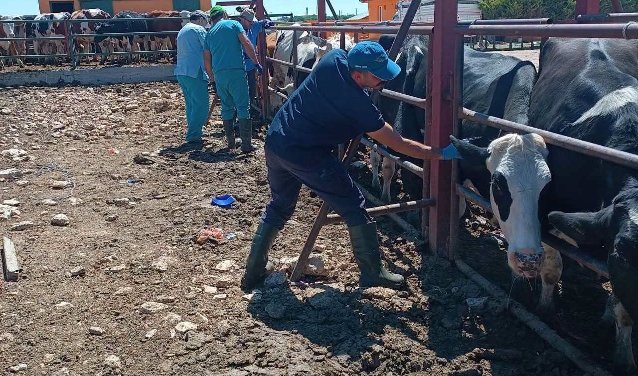 Sarayönü’nde hayvan sağlığı için kapsamlı tarama