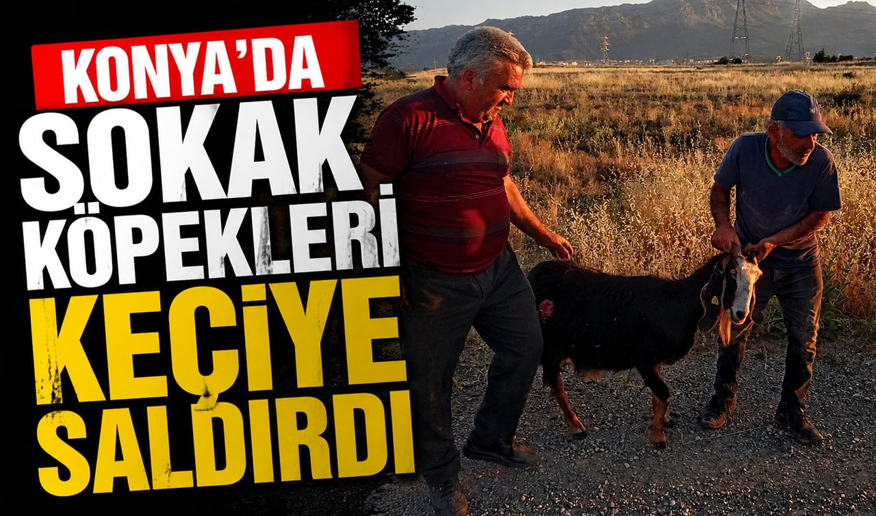 Konya’da sokak köpekleri keçiye saldırdı