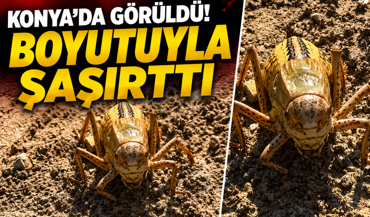 Konya’da görüldü! Boyutuyla şaşırttı 