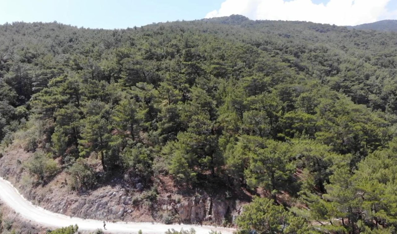 Erzurum’da ormanlık alanlara girişler 30 Ekim’e kadar yasaklandı