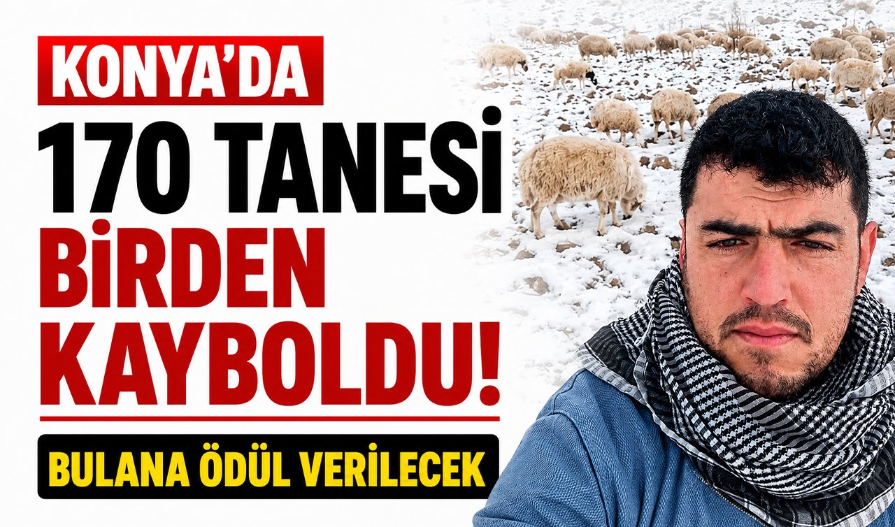 Konya’da 170 tanesi birden kayboldu! Bulana ödül verilecek