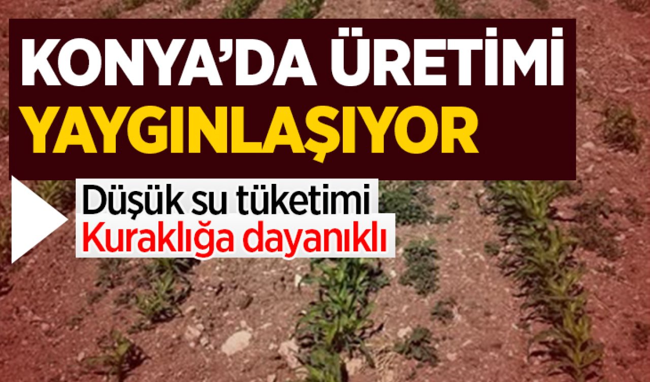 Konya’da üretimi yaygınlaşıyor! Düşük su tüketimi kuraklığa dayanıklı 