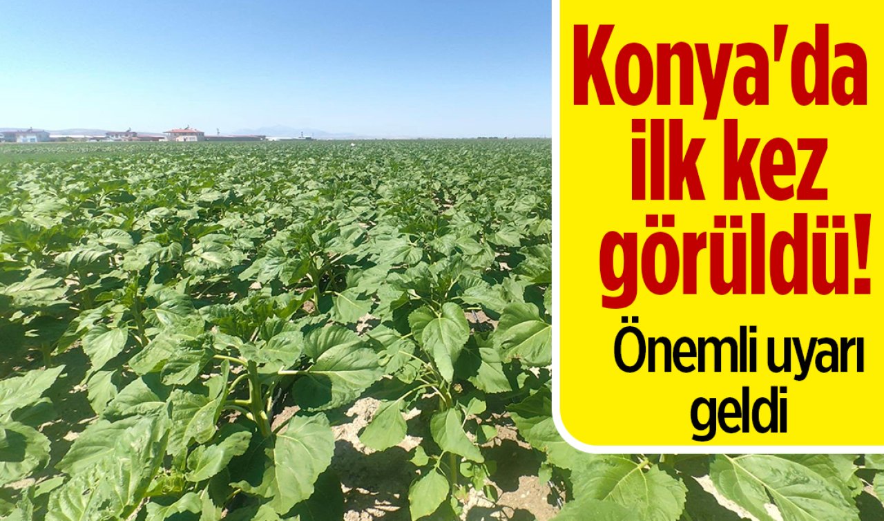Konya’da ilk kez görüldü! Önemli uyarı geldi 