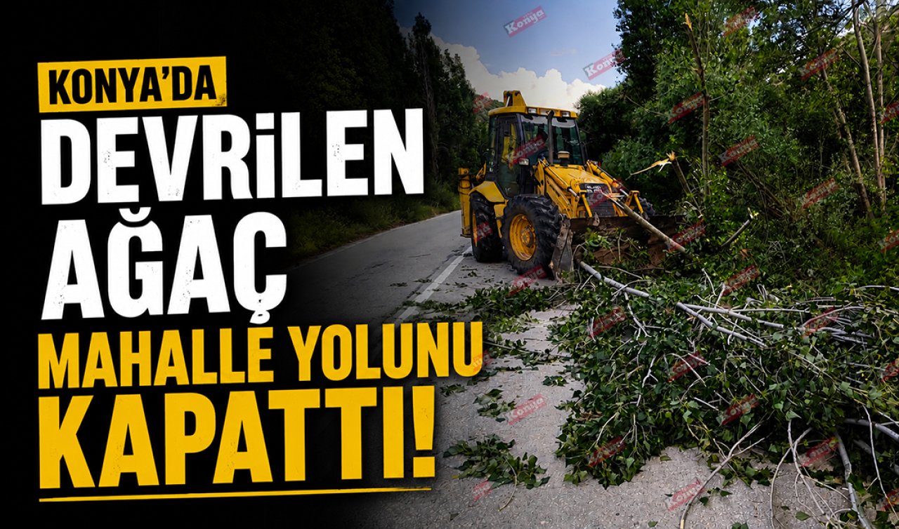 Konya’da ağaç devrildi! Trafiğe acil müdahale