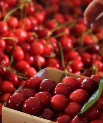 Yedikleri kiraz sonları oldu! Karı-koca 9 gün arayla hayatlarını kaybetti