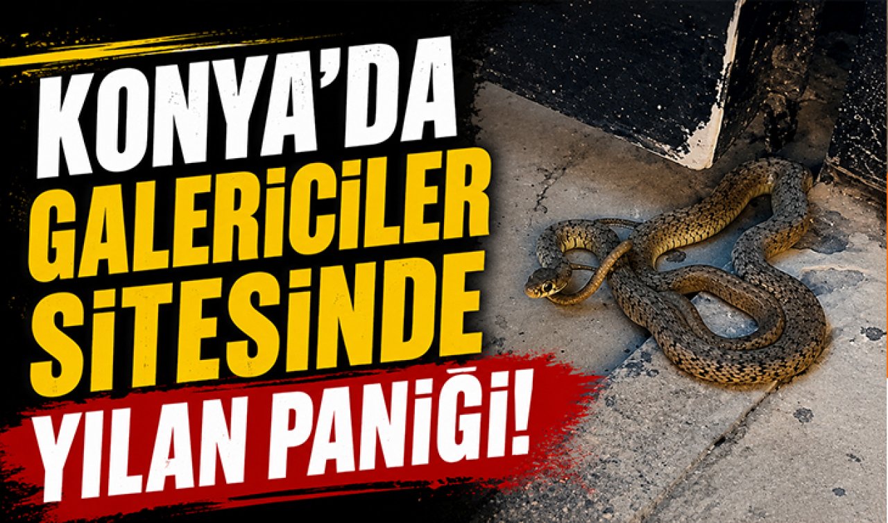 Konya’da galericiler sitesinde yılan paniği!