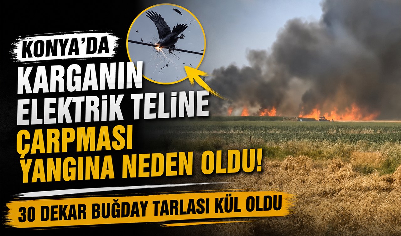 Konya’da karganın elektrik teline çarpması yangına neden oldu! 30 dekar buğday tarlası kül oldu