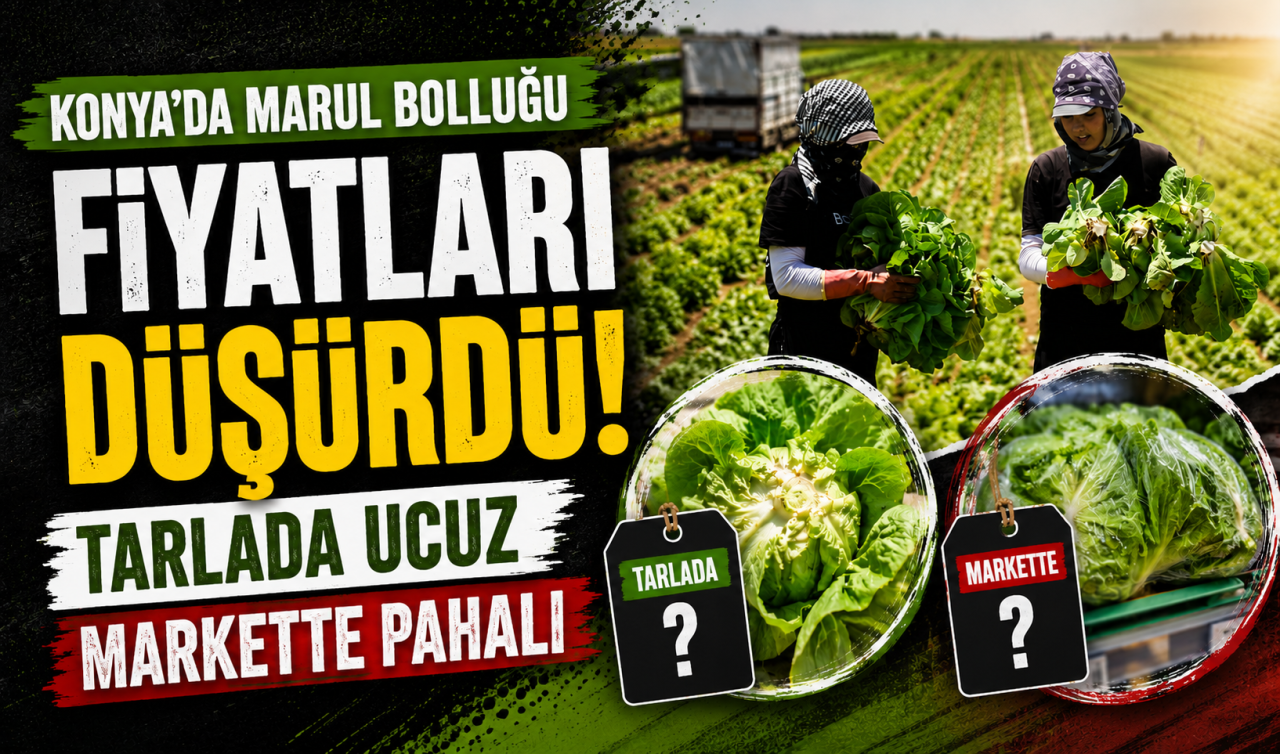 Konya’da marul bolluğu fiyatları düşürdü! Tarlada ucuz markette pahalı