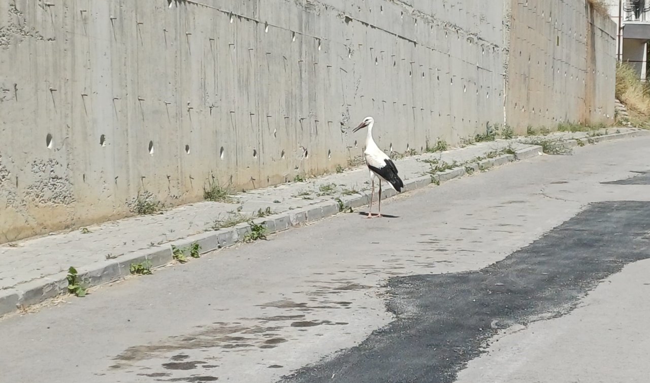 Konya’da yaralı leylek koruma altına alındı