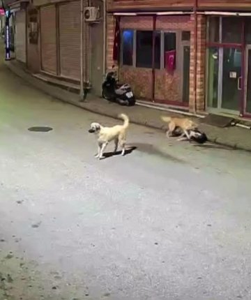 Küçük çocuk sokak köpeklerinin saldırısına uğradı