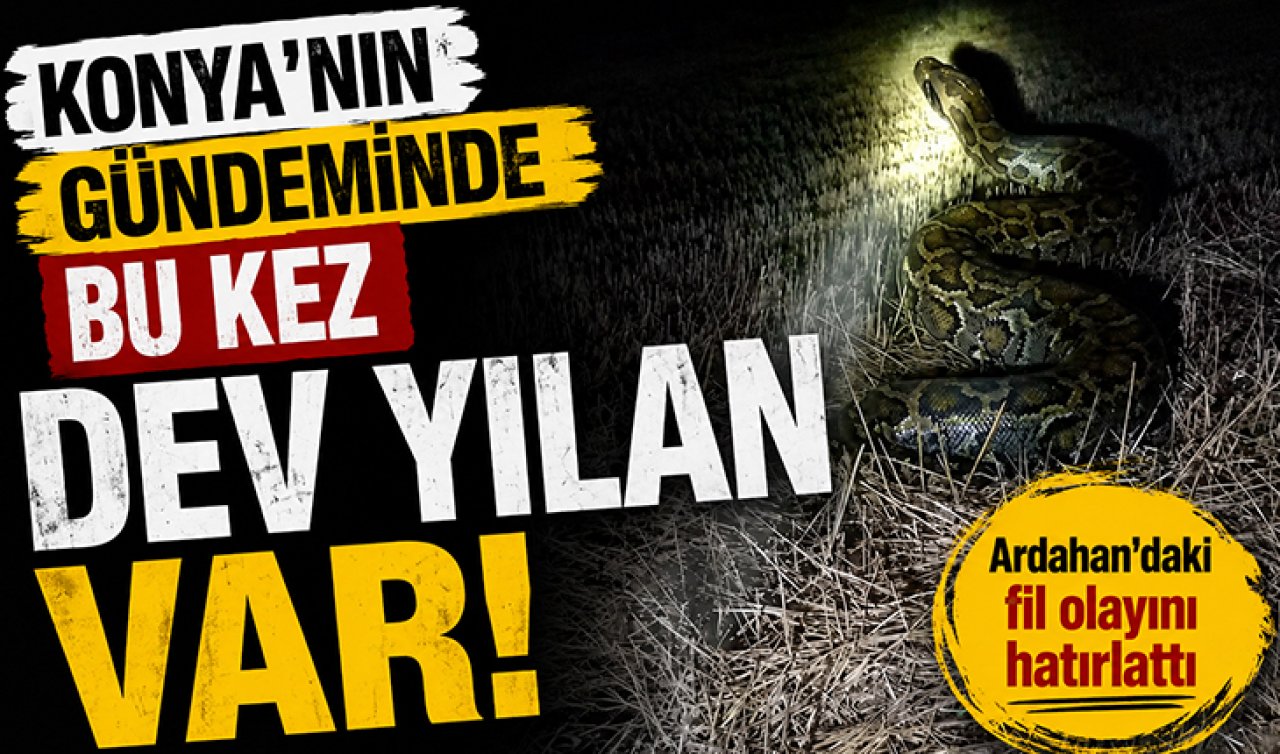 Konya’nın gündeminde bu kez dev yılan var! Ardahan’daki fil olayını hatırlattı