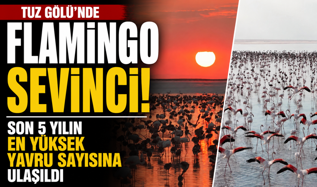 Tuz Gölü’nde flamingo sevinci! Son 5 yılın en yüksek yavru sayısına ulaşıldı