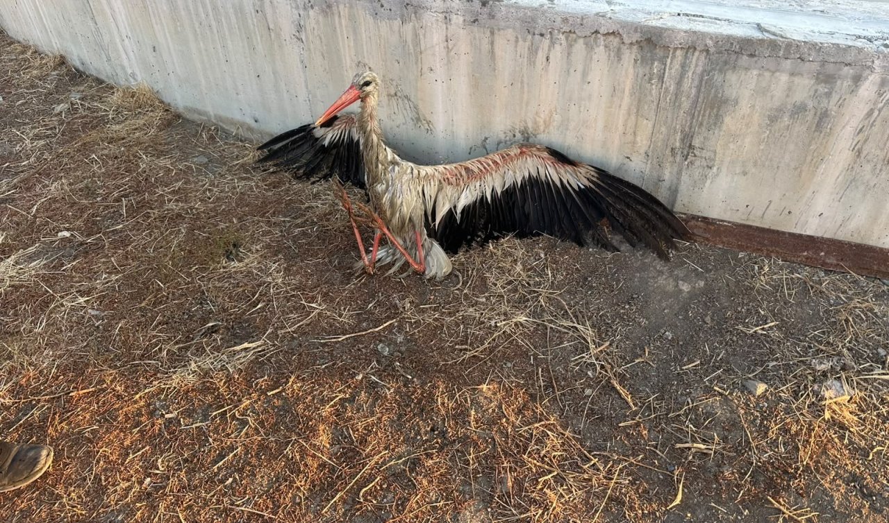 Kulu’da kanala düşen leyleği itfaiye kurtardı