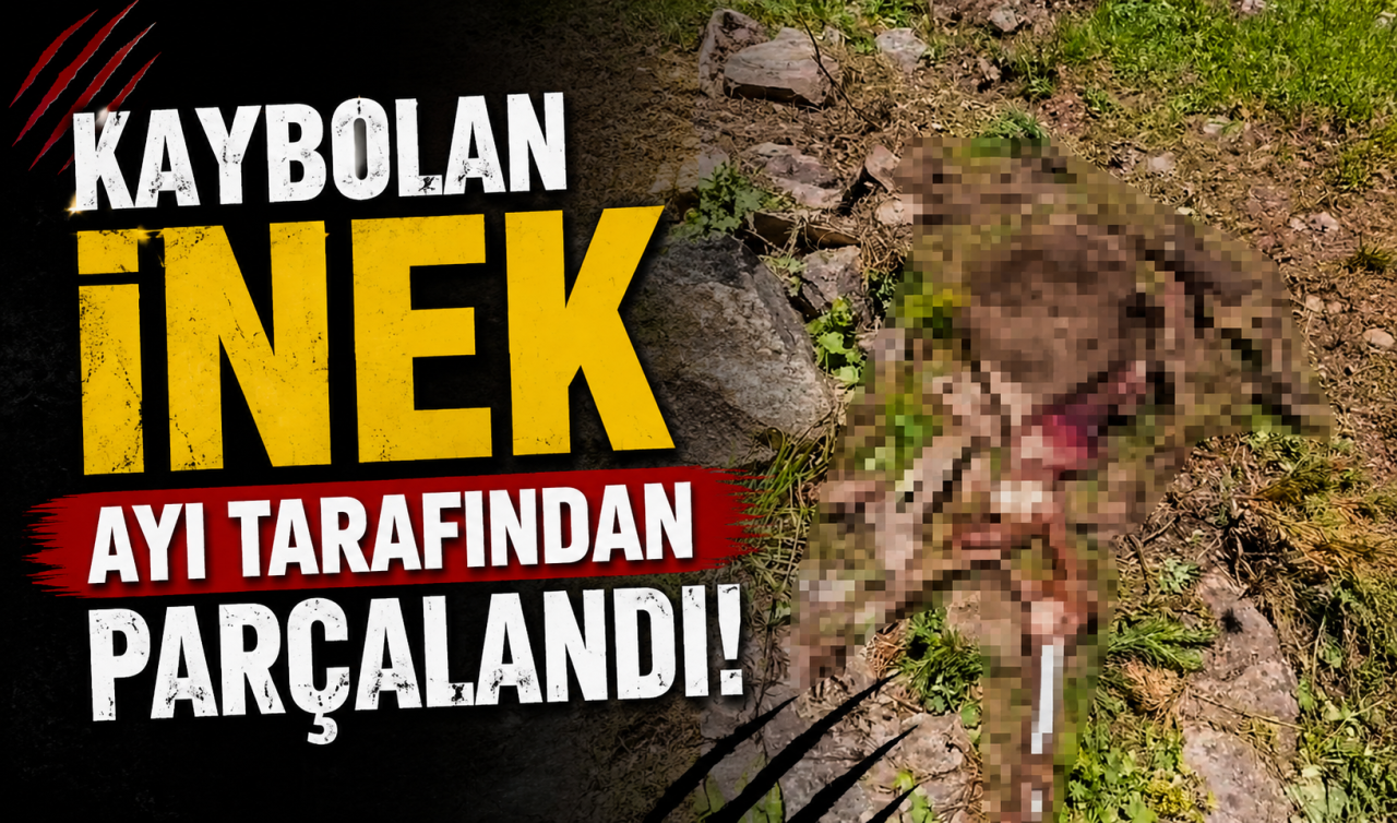 Kaybolan inek ayı tarafından parçalandı