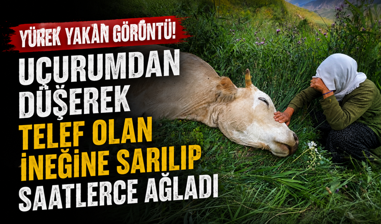 Yürek yakan görüntü! Uçurumdan düşerek telef olan ineğine sarılıp saatlerce ağladı