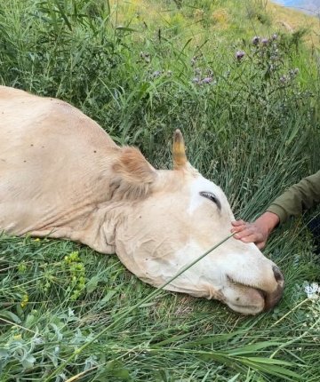 Yürek yakan görüntü! Uçurumdan düşerek telef olan ineğine sarılıp saatlerce ağladı