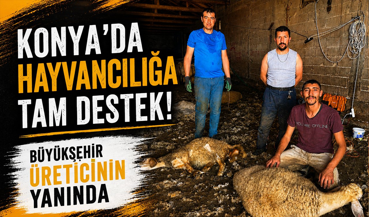 Konya’da Hayvancılığa Tam Destek! Büyükşehir Üreticinin Yanında