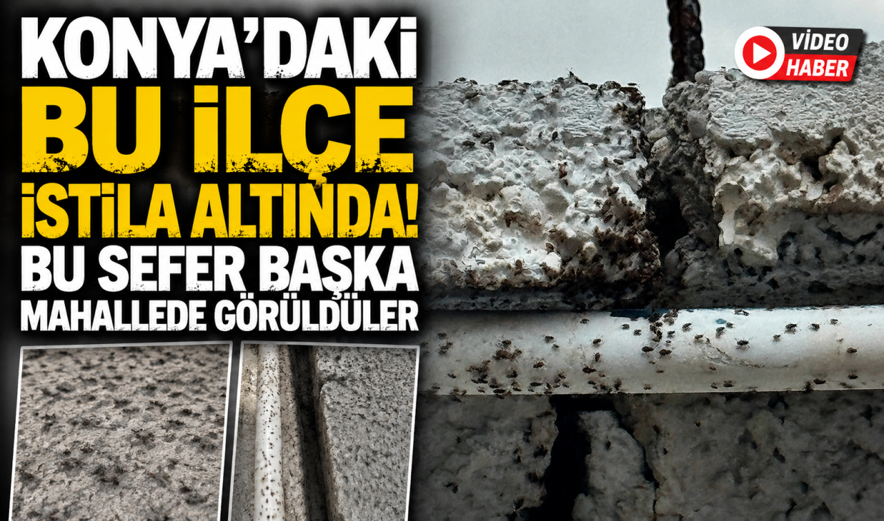 Konya’daki bu ilçe istila altında! Bu sefer başka mahallede görüldüler