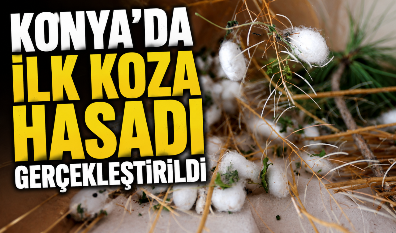 Konya’da ilk koza hasadı gerçekleştirildi 