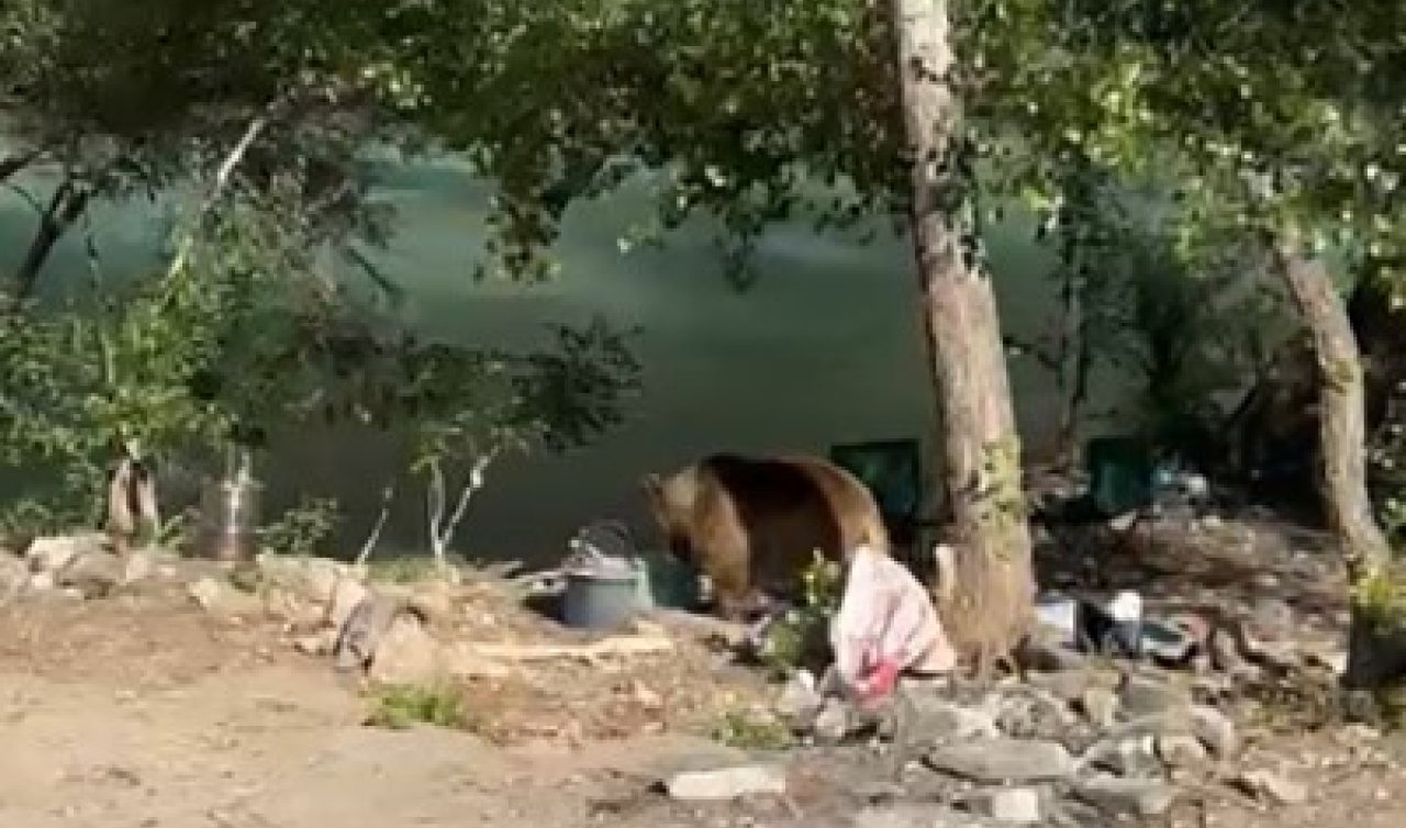 Bozayı piknikçilerin sofrasına misafir oldu