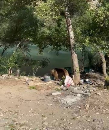 Bozayı piknikçilerin sofrasına misafir oldu