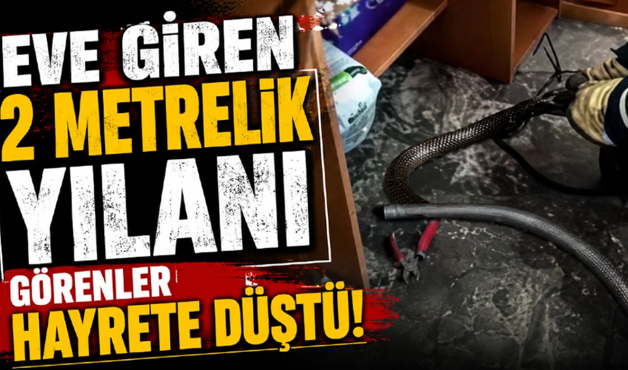 Eve giren 2 metrelik yılanı görenler hayrete düştü