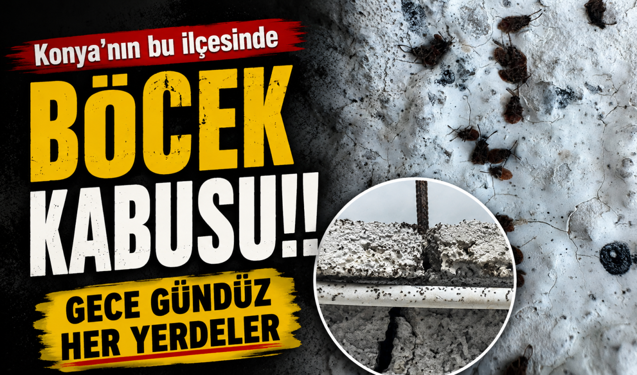 Konya’nın bu ilçesinde böcek kabusu! Gece gündüz her yerdeler