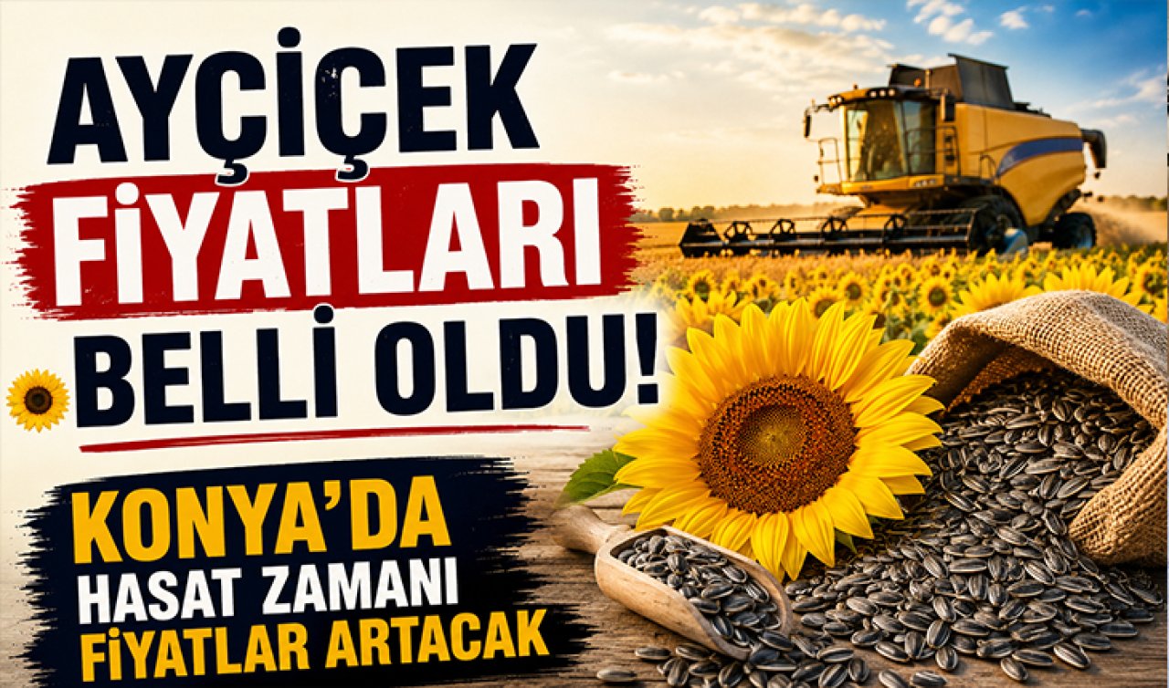 Ayçiçek fiyatları belli oldu! Konya’da hasat zamanı fiyatlar artacak 