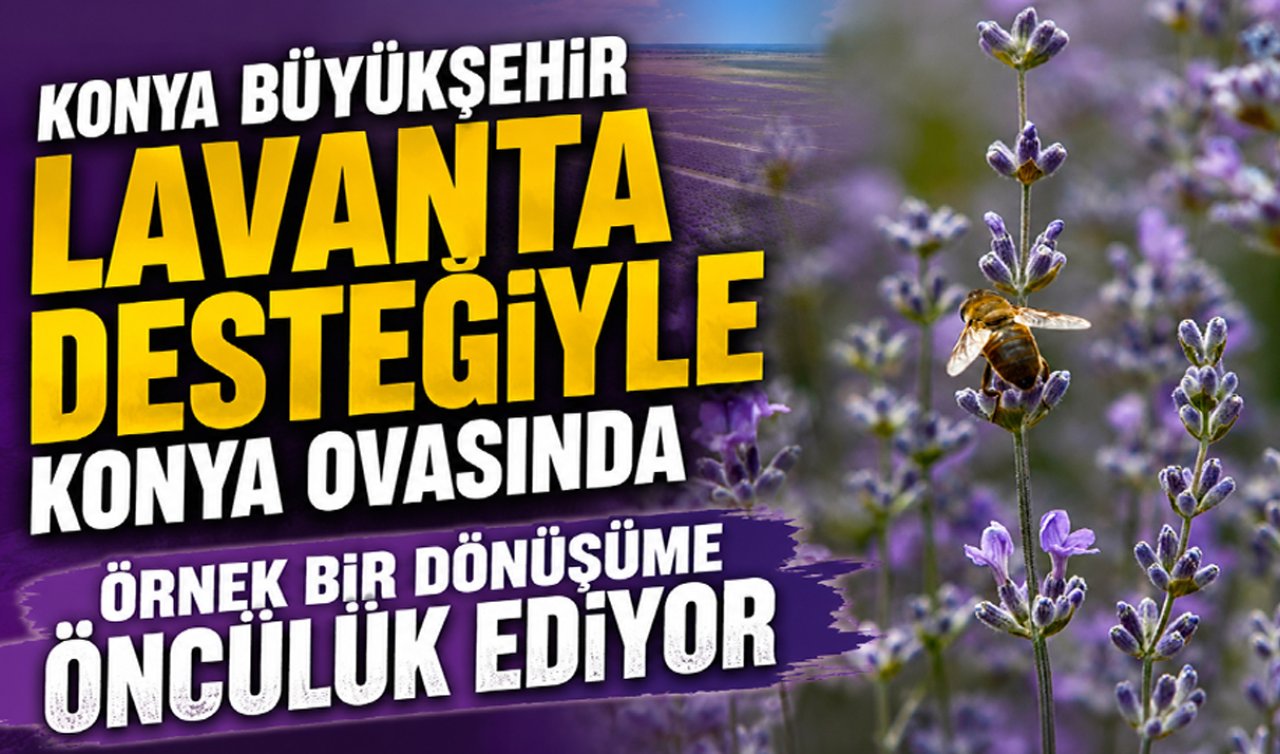 Konya Büyükşehirden lavanta desteğiyle Konya Ovası’nda örnek dönüşüm