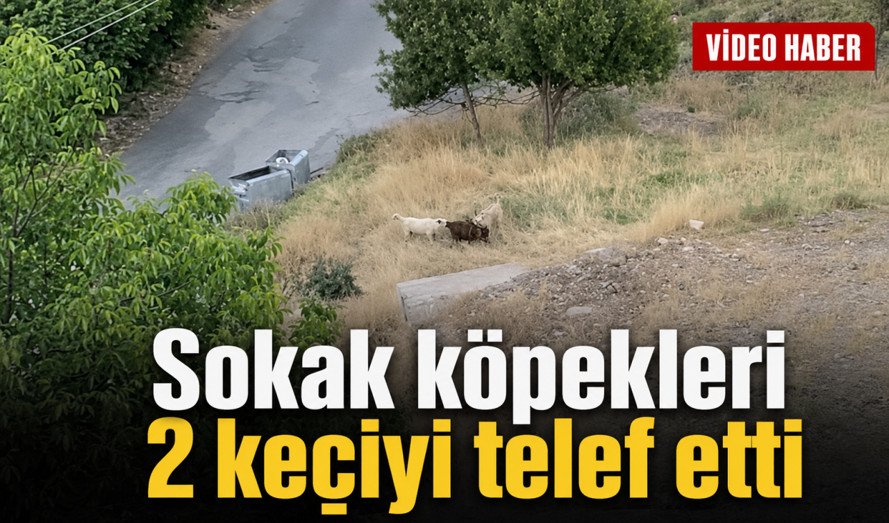 Sokak köpekleri 2 keçiyi telef etti! O anlar kamerada 