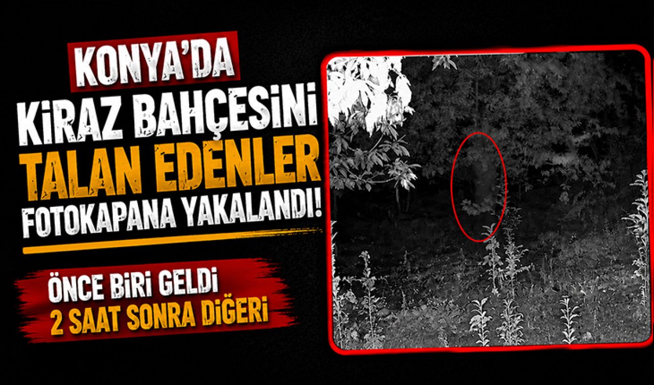 Konya’da kiraz bahçesini talan edenler fotokapana yakalandı! Önce biri geldi 2 saat sonra diğeri