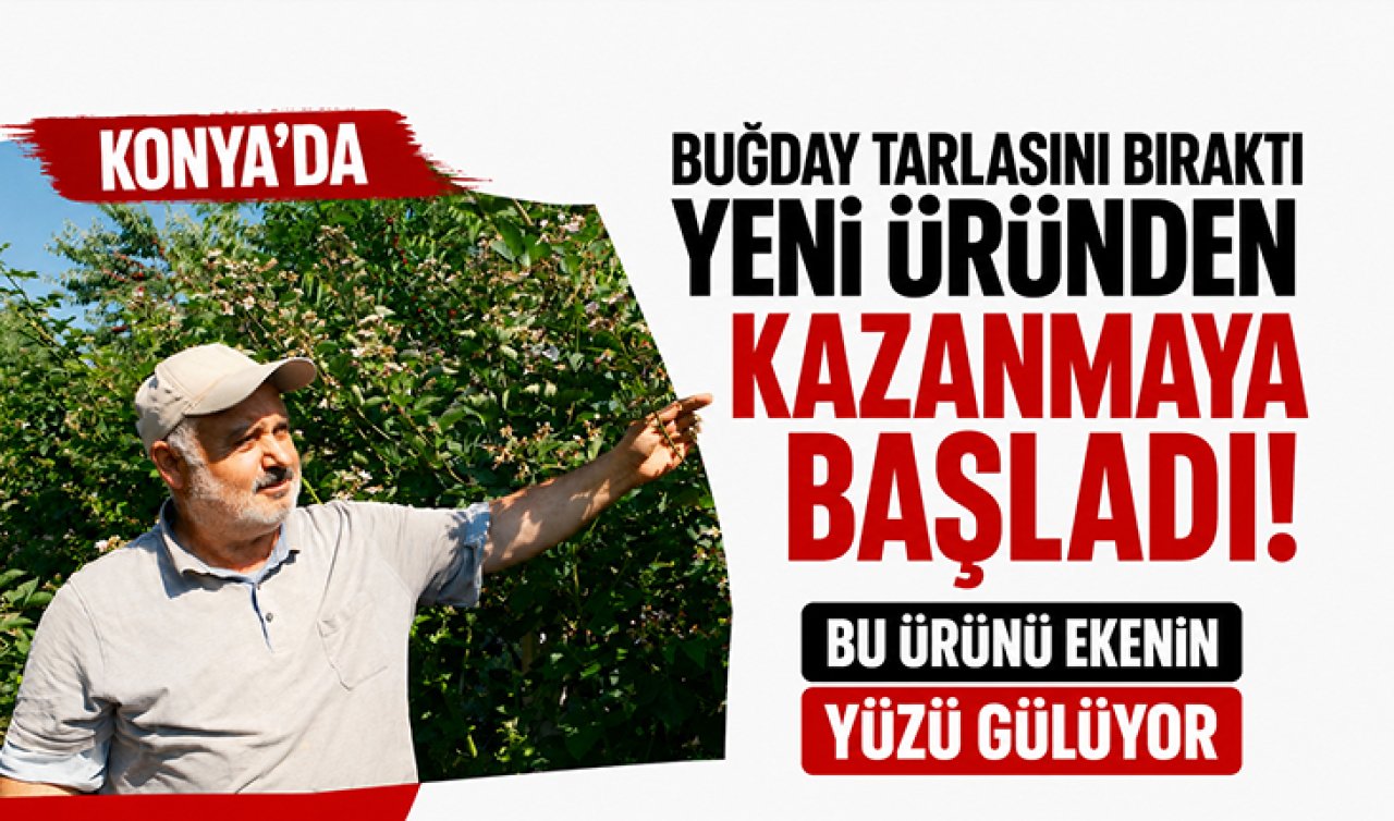 Konya’da buğday tarlasını bıraktı yeni üründen kazanmaya başladı! Bu ürünü ekenin yüzü gülüyor 