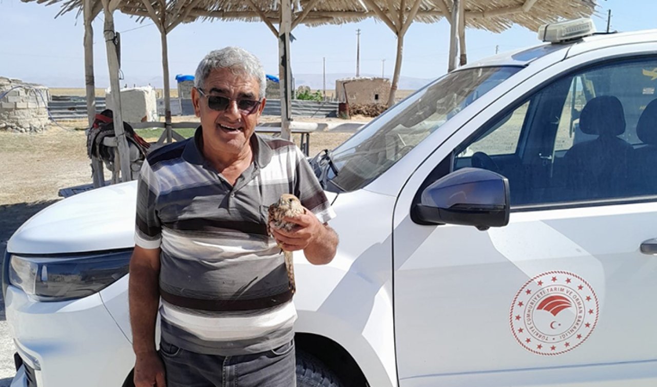 Konya’da uçamayan kızıl şahin tedavi altına alındı
