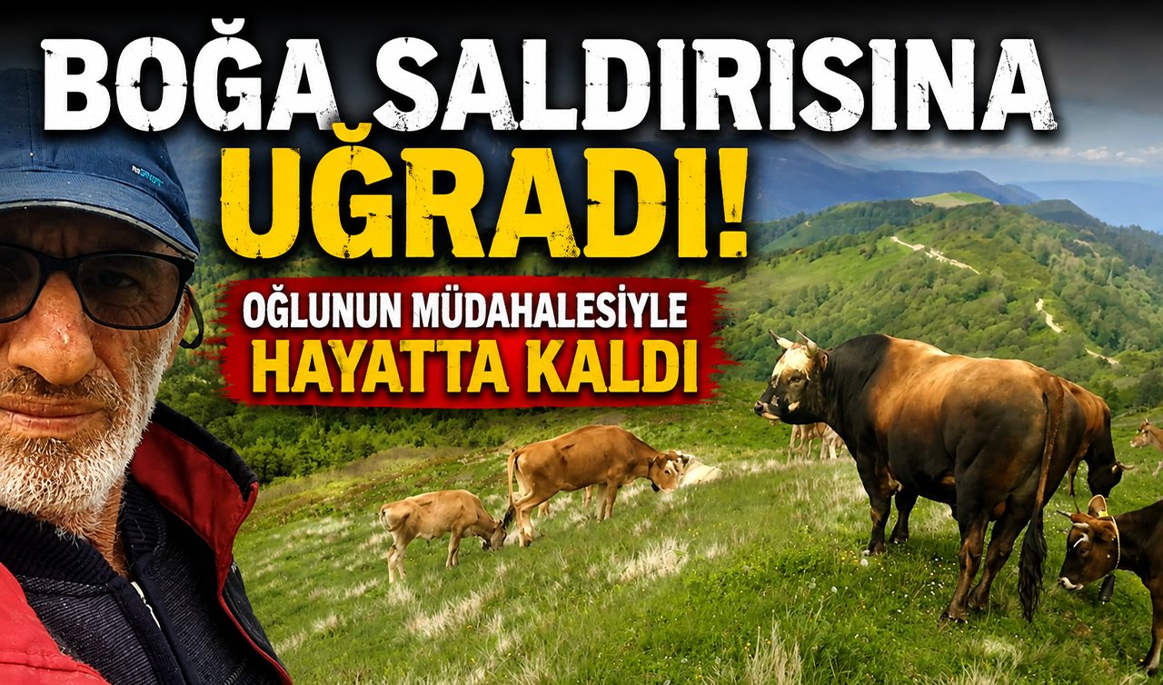 Boğa saldırısına uğradı! Oğlunun müdahalesiyle hayatta kaldı